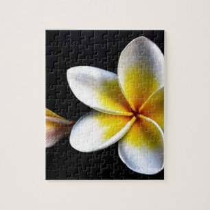 Aloha Hawaiian Frangipani Blossoms Plumerias Jigsaw Puzzle