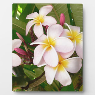 Aloha Hawaiian Frangipani Blossoms Plumerias Plaque