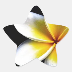 Aloha Hawaiian Frangipani Blossoms Plumerias Star Sticker
