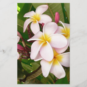 Aloha Hawaiian Frangipani Blossoms Plumerias Stationery