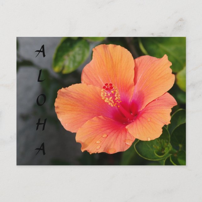 ALOHA Hibiscus Postcard (Front)