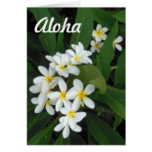 Aloha Plumeria
