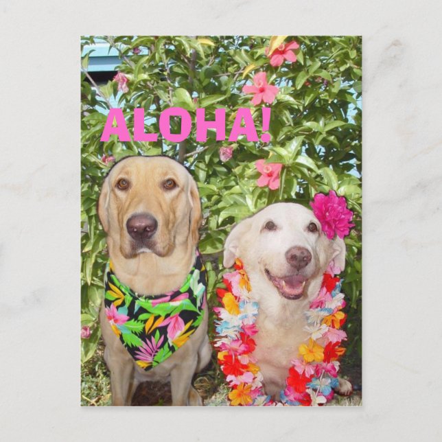 ALOHA! POSTCARD (Front)