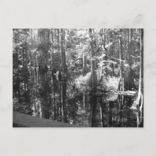 Along the Bank Postcard