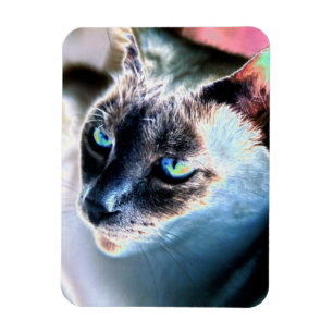 Aloof Siamese Cat Altered Flexible Magnet