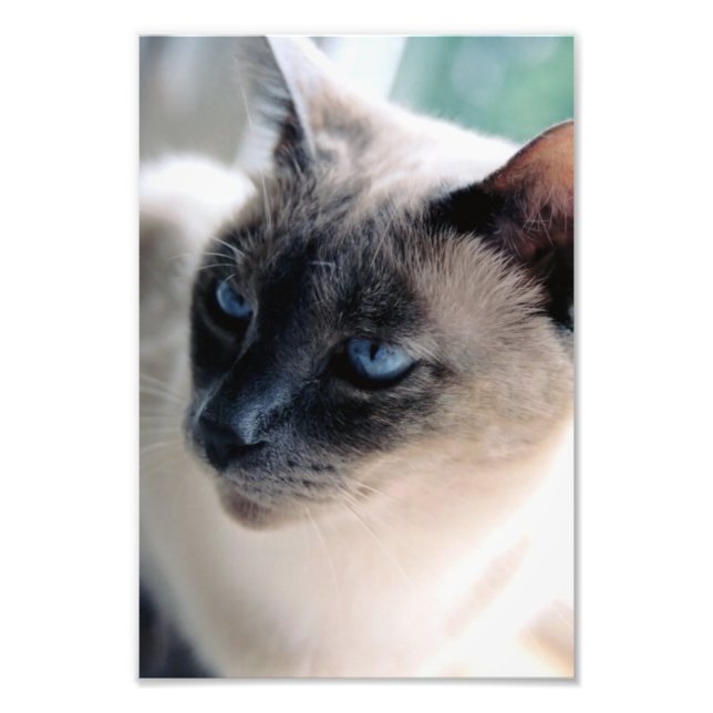 Aloof Siamese Cat Photo Print (Front)