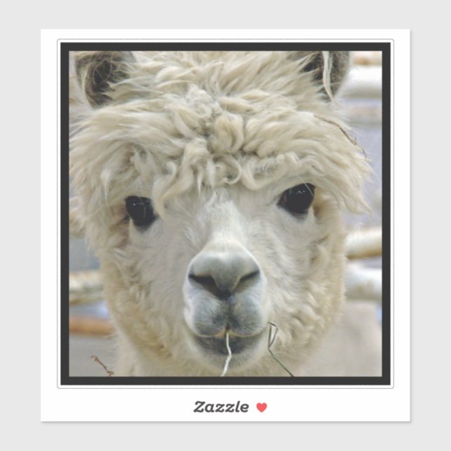 Alpaca (Sheet)