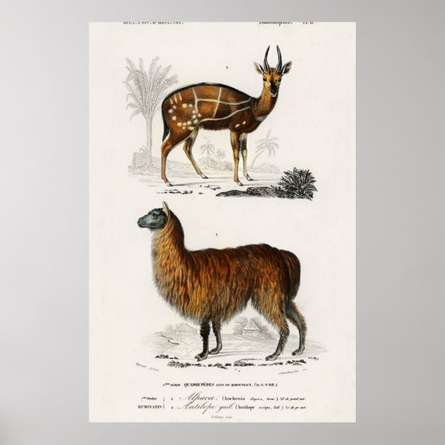 Alpaca and Antilope Vintage Illustration Poster (Front)