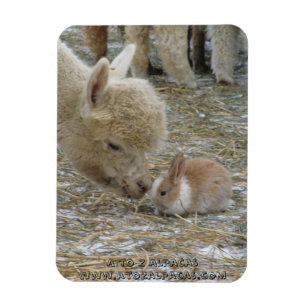 Alpaca and Bunny Kisses! Magnet