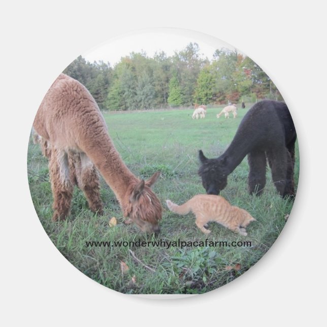 Alpaca and Cats Magnet (Front)