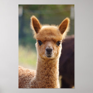 Alpaca Baby Poster