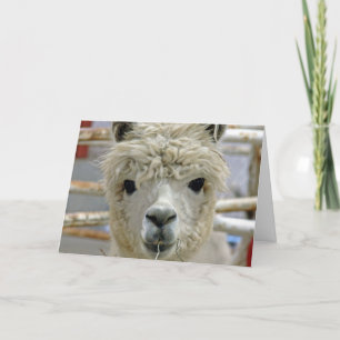 Alpaca Birthday Card