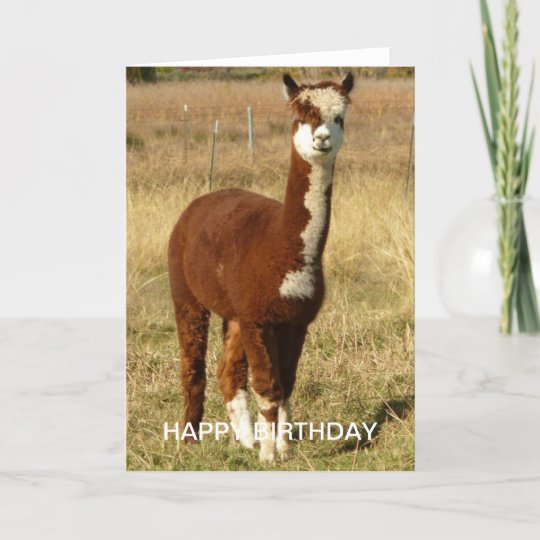 Alpaca Cards | Zazzle UK