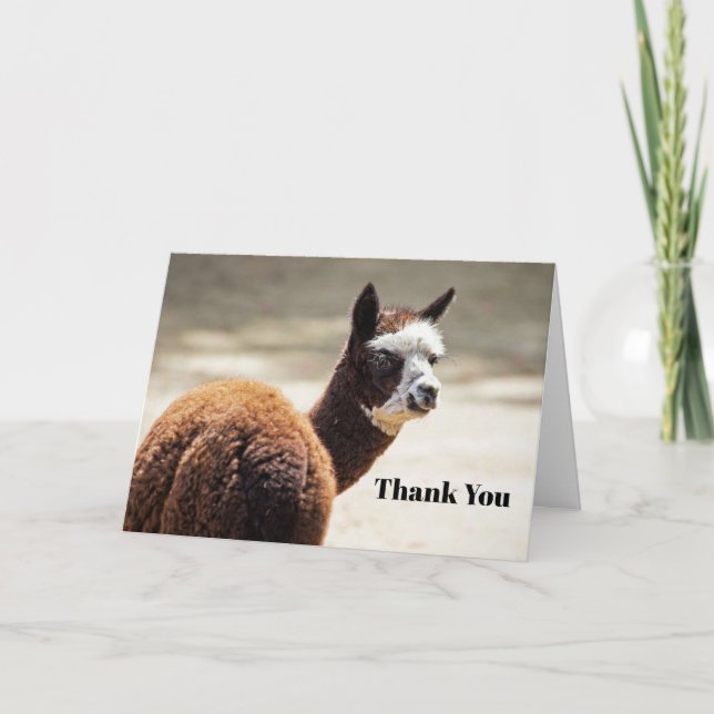 Alpaca Brown and White Animal Photo Thank You Card (Front)