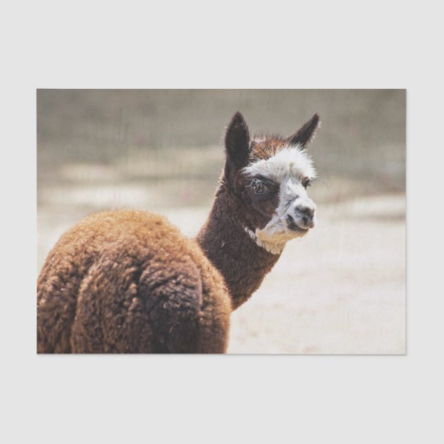 Alpaca Brown and White Animal Photo Tissue Paper (Front)