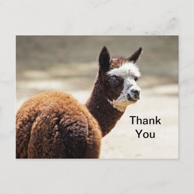 Alpaca Brown and White Photo Animal Thank You Postcard (Front)