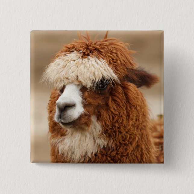 Alpaca button (Front)