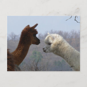 Alpaca Chat Postcard