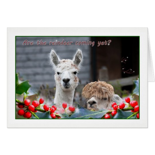 Alpaca Christmas Card