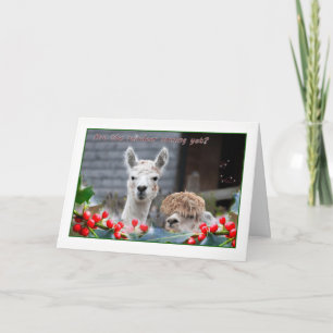 Alpaca Christmas Holiday Card