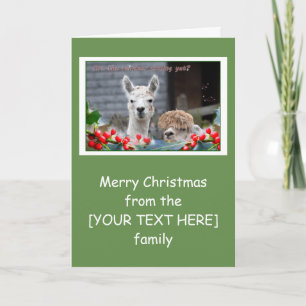 Alpaca Christmas Holiday Card
