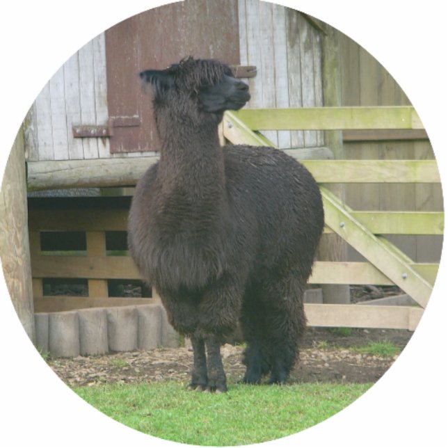 Alpaca Christmas Ornament Photo Sculpture Decoration (Front)