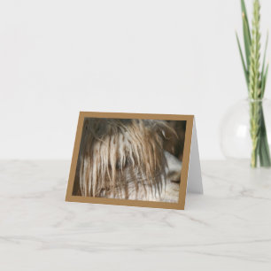 Alpaca Close-Up - Card