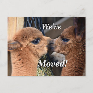 Alpaca couple We've Moved New Address Announcement Postcard