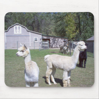 Alpaca Days Mouse Mat