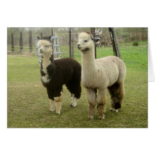 Alpaca Duo