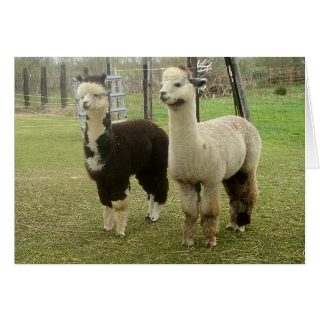 Alpaca Duo (Front Horizontal)