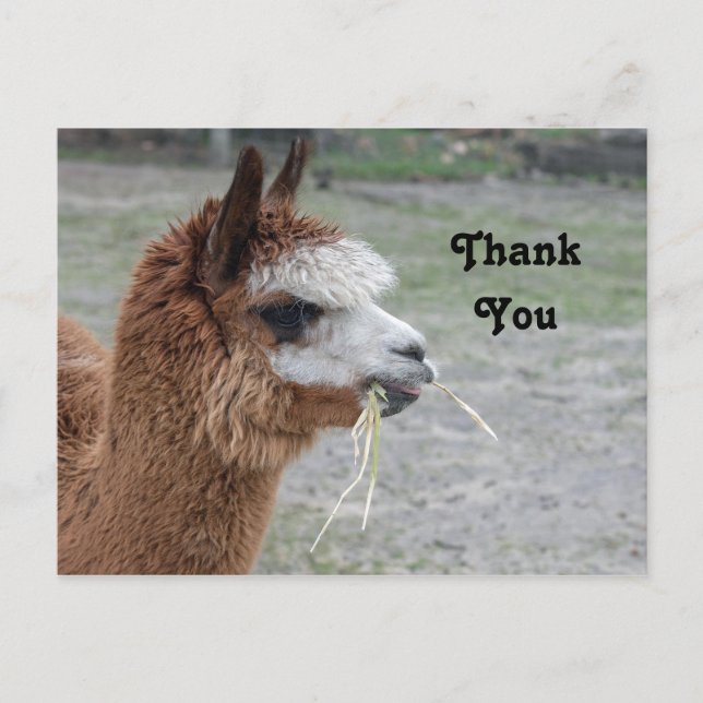 Alpaca Eating Hay Animal Photo Thank You Postcard (Front)
