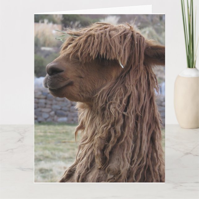 ALPACA FUNNY BIRTHDAY GREETING CARD (Front)