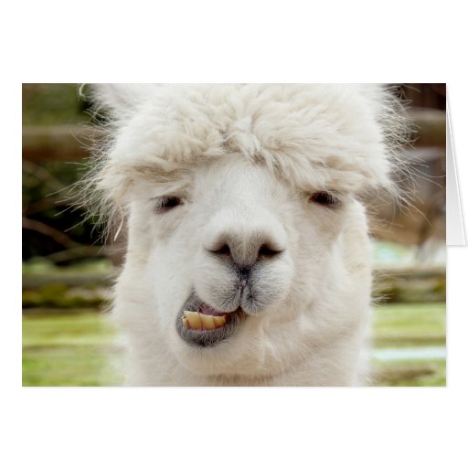 Image of Alpaca Funny Face