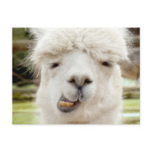 Alpaca Funny Face