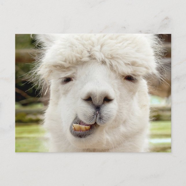 Alpaca Funny Face Postcard (Front)