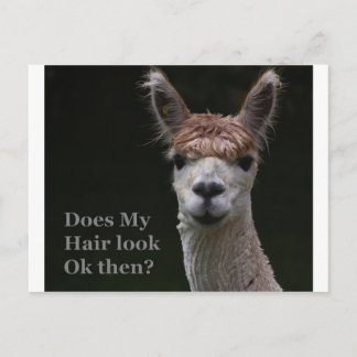 Alpaca funny hairstyle postcard