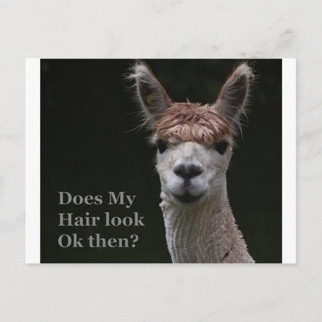 Alpaca funny hairstyle postcard (Front)