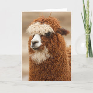 Alpaca greeting card