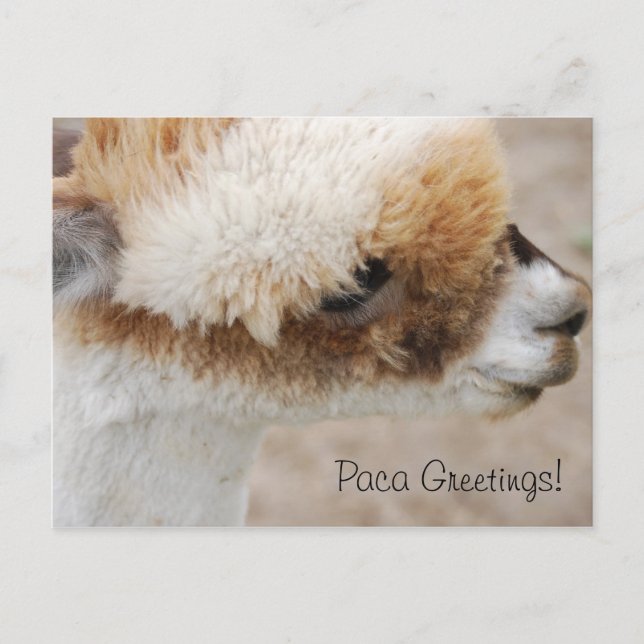 Alpaca Greetings! Postcard (Front)