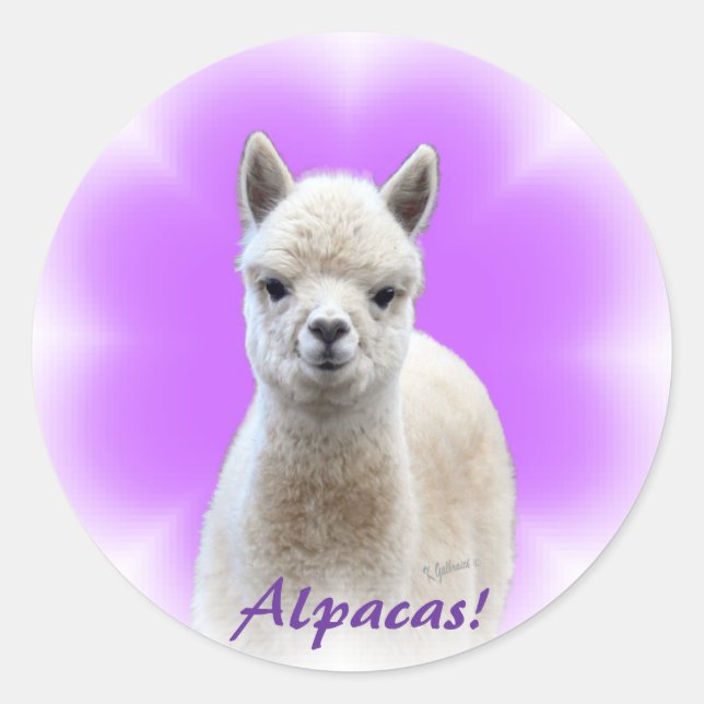 Alpaca Hope Stickers (Front)