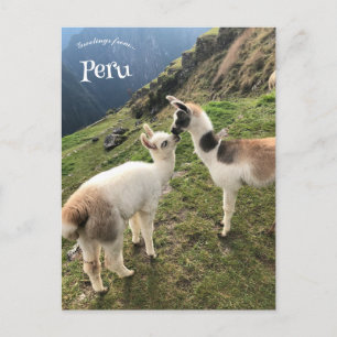 Alpaca in Peru Postcard