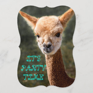 Alpaca Invitation