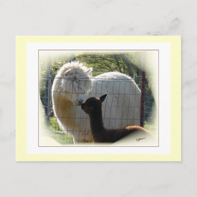 Alpaca Kisses Postcard (Front)