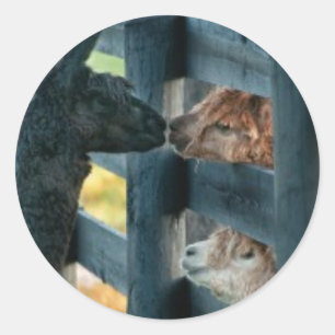 Alpaca Kissing Sticker