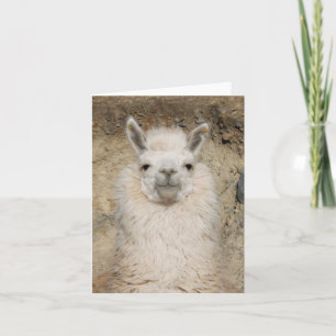 Alpaca Llama Close up - Head Profile Card