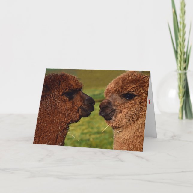 Alpaca love BFF Valentine's Day card (Front)