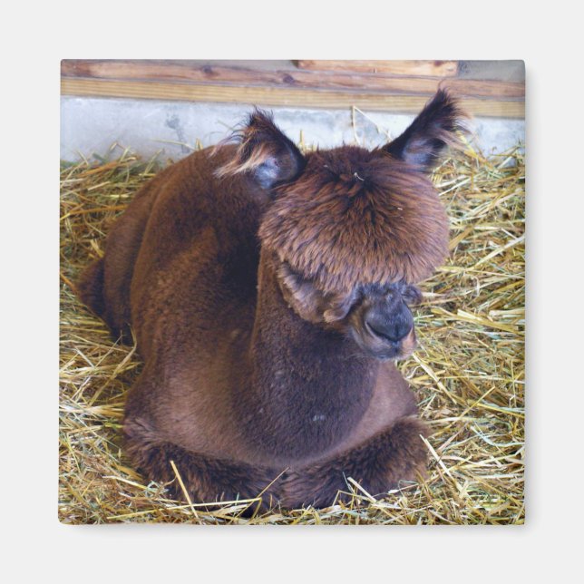Alpaca Magnet (Front)