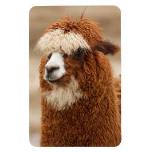 Alpaca magnet