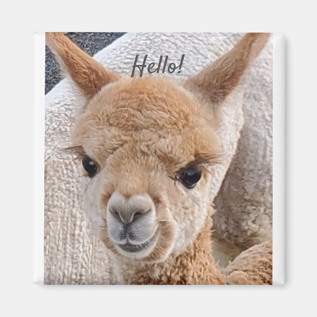 Alpaca magnet (Front)